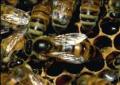 چرخه توسعه سالانه یک کلنی زنبور عسل