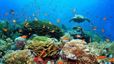 Koralai Egipte – kur pamatyti Didžiausi koraliniai rifai