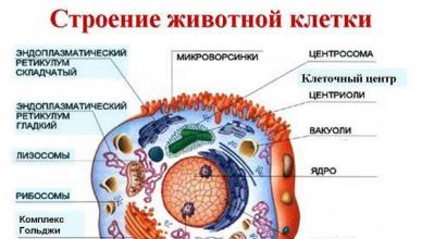Organelle komórkowe: ich budowa i funkcje Które organelle odpowiadają za oddychanie komórkowe
