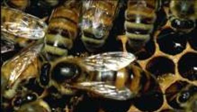 Metinis bičių šeimos vystymosi ciklas